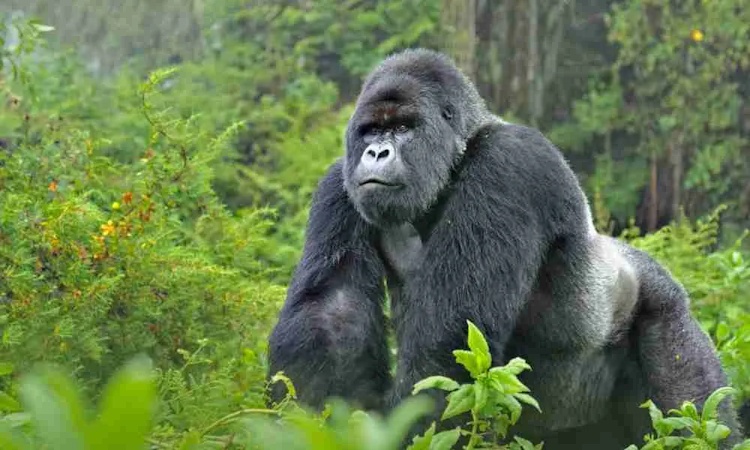 Uganda