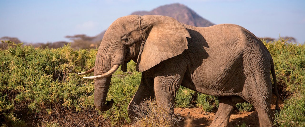 8 Days 7 Nights Amboseli/ Nairobi/ Samburu/ Aberdare/ Lake Nakuru/ Masai Mara Safari Package